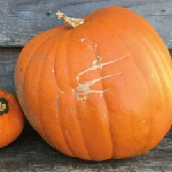 Roots Plants 3 Organic 'Jack O' Lantern' Pumpkin Plants All Vegetable Plants