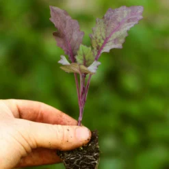 Roots Plants 10 Organic 'Delicacy Purple' Kohl Rabi Plants