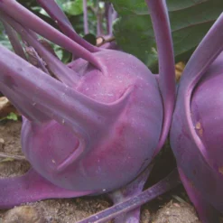 Roots Plants 10 Organic 'Delicacy Purple' Kohl Rabi Plants