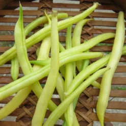 Roots Plants 10 Organic 'Orinoco' Dwarf French Bean Plants