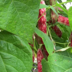 Roots Plants 10 Organic 'Barlotta Lingua Di Fuoco' Borlotti Bean Plants