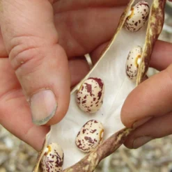 Roots Plants 10 Organic 'Barlotta Lingua Di Fuoco' Borlotti Bean Plants