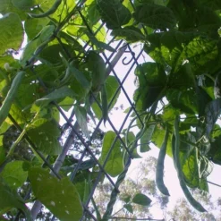 Roots Plants Peas & Beans 10 Organic 'Enorma' Runner Bean Plants 12 Roots Plants Peas & Beans 10 Organic 'Enorma' Runner Bean Plants