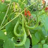 Roots Plants Peas & Beans 10 Organic 'Enorma' Runner Bean Plants 2 Roots Plants Peas & Beans 10 Organic 'Enorma' Runner Bean Plants