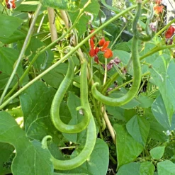 Roots Plants 15 Best Runner Bean Plants Collection | Growers Choice Peas & Beans 10 Roots Plants 15 Best Runner Bean Plants Collection | Growers Choice Peas & Beans