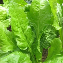 Roots Plants Brassicas & Leafy Greens 10 Organic 'Perpetual' Spinach Plants