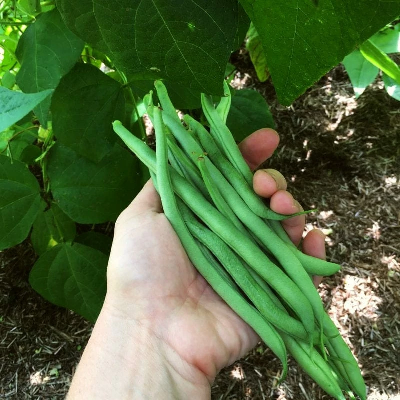 Roots Plants All Vegetable Plants Best Vegetable Plants Collection | Growers Choice 8 Roots Plants All Vegetable Plants Best Vegetable Plants Collection | Growers Choice