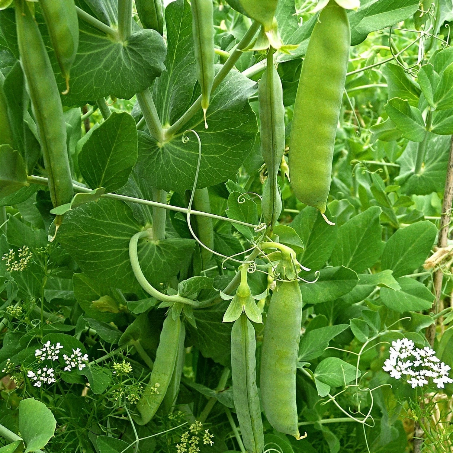 Roots Plants All Vegetable Plants Best Vegetable Plants Collection | Growers Choice 10 Roots Plants All Vegetable Plants Best Vegetable Plants Collection | Growers Choice