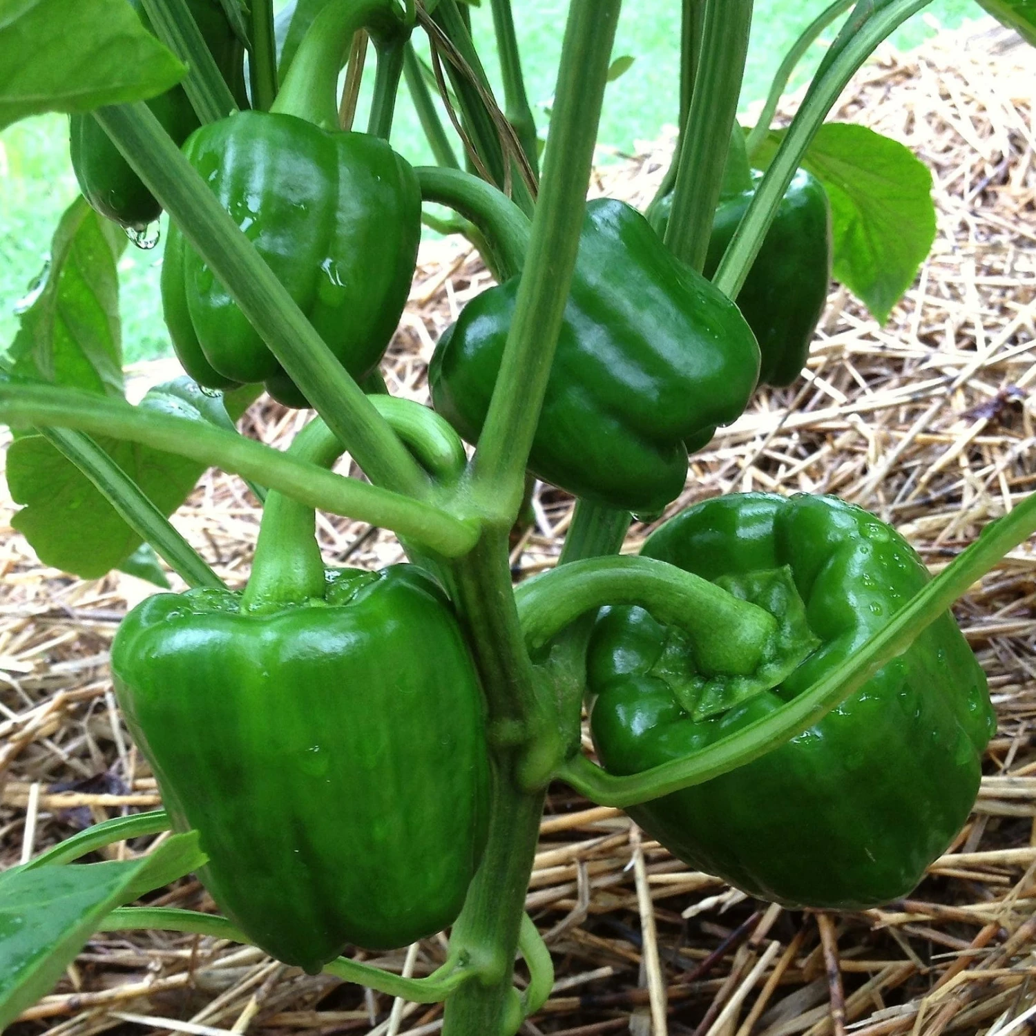 Roots Plants All Vegetable Plants Best Vegetable Plants Collection | Growers Choice 12 Roots Plants All Vegetable Plants Best Vegetable Plants Collection | Growers Choice