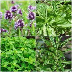 Roots Plants All Vegetable Plants 12 Organic Italian Herbs Plants