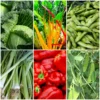 Roots Plants 63 Organic Stir Fry Vegetable Plants All Vegetable Plants