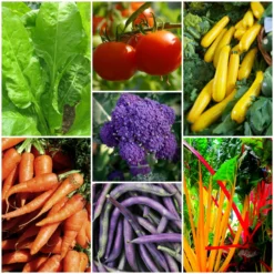 Roots Plants 58 Colourful Vegetable Plants | Eat The Rainbow All Vegetable Plants