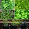 Roots Plants All Vegetable Plants 12 Organic Indoor Herb Plants