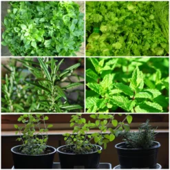 Roots Plants All Vegetable Plants 12 Organic Indoor Herb Plants
