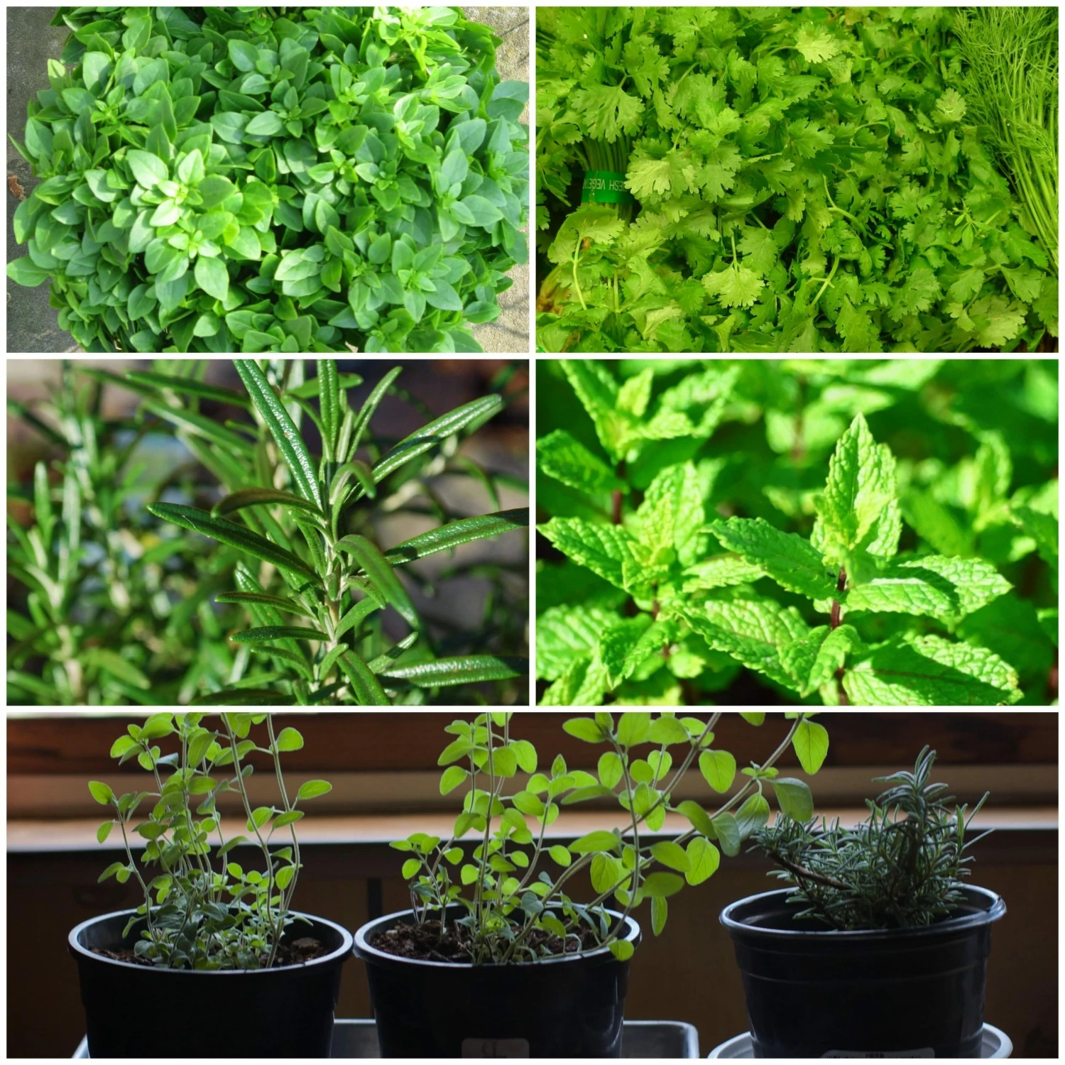 Roots Plants All Vegetable Plants 12 Organic Indoor Herb Plants 3 Roots Plants All Vegetable Plants 12 Organic Indoor Herb Plants