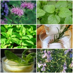 Roots Plants 12 Organic Botanicals Herb Plants For Gin