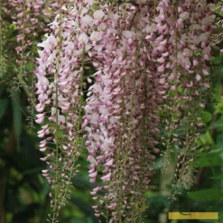 Roots Plants Wisteria Floribunda 'Rosea' | On A 90cm Cane In A 3L Pot