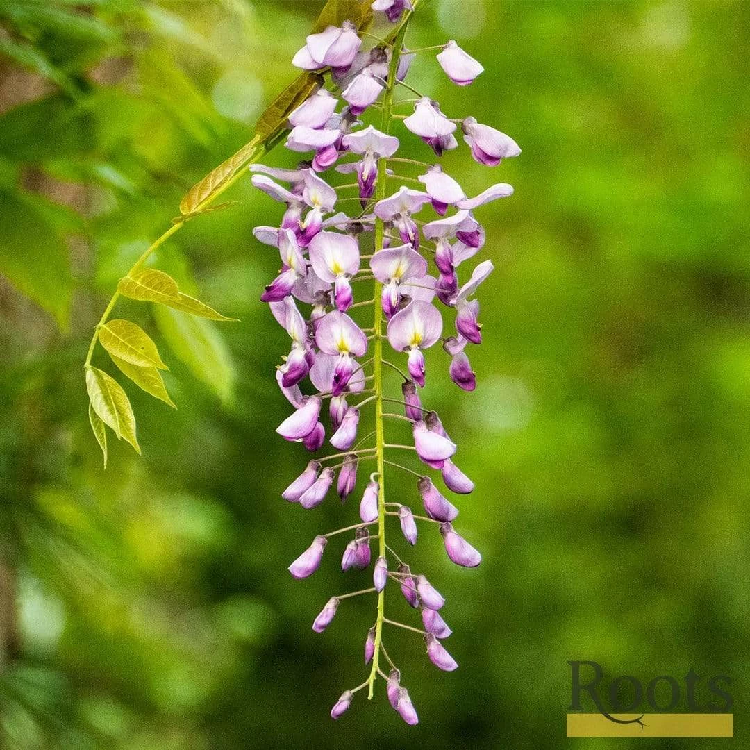 Roots Plants Wisteria Floribunda 'Rosea' | On A 90cm Cane In A 3L Pot 6 Roots Plants Wisteria Floribunda 'Rosea' | On A 90cm Cane In A 3L Pot