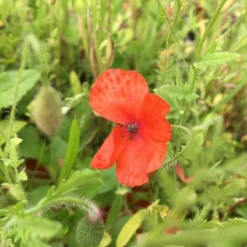 Roots Plants 100 Wildflower Meadow Plug Plants Perennials