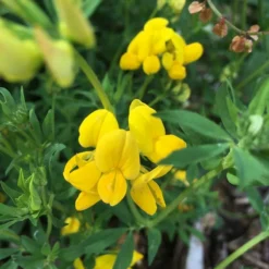 Roots Plants 100 Wildflower Meadow Plug Plants Perennials