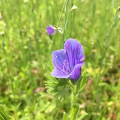 Roots Plants 100 Wildflower Meadow Plug Plants Perennials