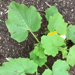 Roots Plants 3 Organic 'Cornells Bush Delicata' Winter Squash Plants 20 Roots Plants 3 Organic 'Cornells Bush Delicata' Winter Squash Plants