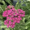 Roots Plants Achillea 'Milly Rock Rose' | 3L Pot