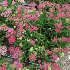 Roots Plants Achillea 'Milly Rock Rose' | 3L Pot