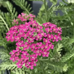 Roots Plants Achillea 'Milly Rock Rose' | 3L Pot