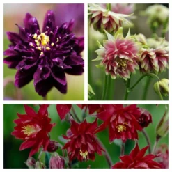 Roots Plants 6 Aquilegia Barlow Collection 10.5cm