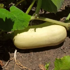 Roots Plants 3 Organic 'Waltham Butternut' Butternut Squash Plants Root Vegetables