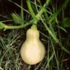 Roots Plants 3 Organic 'Waltham Butternut' Butternut Squash Plants Root Vegetables