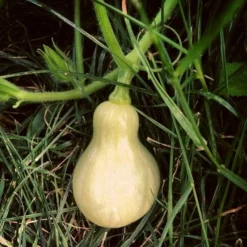 Roots Plants 3 Organic 'Waltham Butternut' Butternut Squash Plants Root Vegetables