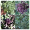 Roots Plants Brassicas & Leafy Greens 20 Best Broccoli Plants Collection | Growers Choice