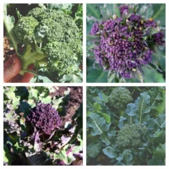 Roots Plants Brassicas & Leafy Greens 20 Best Broccoli Plants Collection | Growers Choice