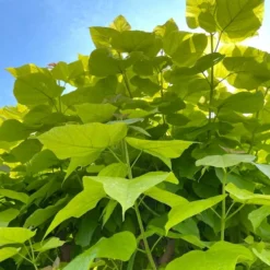 Roots Plants Indian Bean Tree | Catalpa Bignonioides 'Aurea'