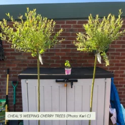 Roots Plants Trees & Shrubs Cheal's Weeping Cherry Blossom Tree | Prunus 'Kiku-Shidare'