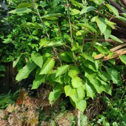 Roots Plants Fruits Kordia Cherry Tree