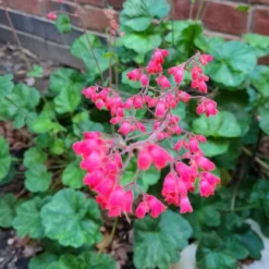 Roots Plants Perennials Heuchera 'Coral Forest' | 3L Pot