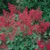 Roots Plants Perennials Heuchera 'Coral Forest' | 3L Pot 2 Roots Plants Perennials Heuchera 'Coral Forest' | 3L Pot