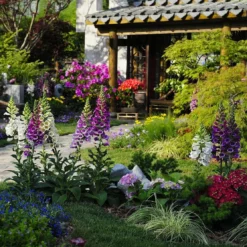 Roots Plants Cottage Garden Plants Collection