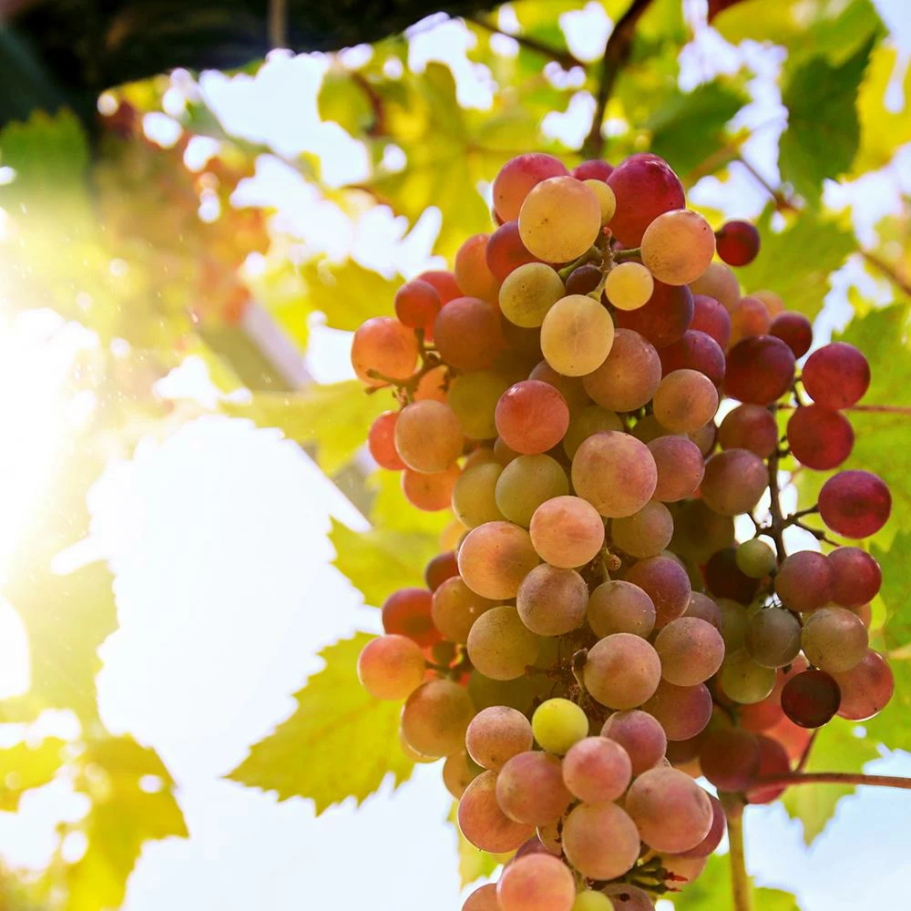 Roots Plants Fruits 90cm 'Crimson' Seedless Grape Vine | 3L Pot 5 Roots Plants Fruits 90cm 'Crimson' Seedless Grape Vine | 3L Pot