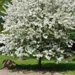Roots Plants Trees & Shrubs Evereste Crabapple Tree