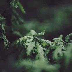 Roots Plants English Oak Tree | Quercus Robur Trees & Shrubs