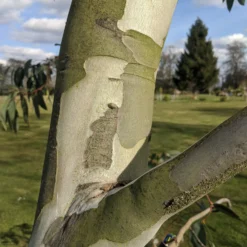 Roots Plants Snow Gum Tree | Eucalyptus Pauciflora 'Niphophila' Trees & Shrubs 14 Roots Plants Snow Gum Tree | Eucalyptus Pauciflora 'Niphophila' Trees & Shrubs