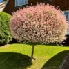 Roots Plants Flamingo Willow | Salix Integra Hakuro Nishiki | 4ft Patio Tree