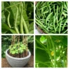 Roots Plants 20 Best French Bean Plants Collection | Growers Choice