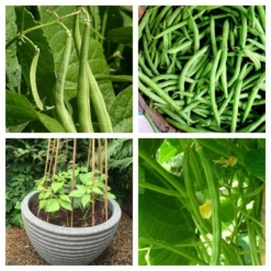 Roots Plants 20 Best French Bean Plants Collection | Growers Choice