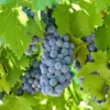 Roots Plants Boskoop Glory' Seedless Outdoor Grape Vine Fruits 1 Roots Plants Boskoop Glory' Seedless Outdoor Grape Vine Fruits