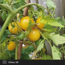 Roots Plants Salad Plants 5 Organic 'Golden Sunrise' Tomato Plants 12 Roots Plants Salad Plants 5 Organic 'Golden Sunrise' Tomato Plants